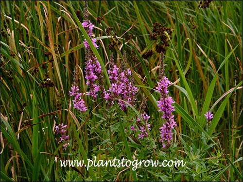 Competing with the tenacious Cattail.  (end of July)